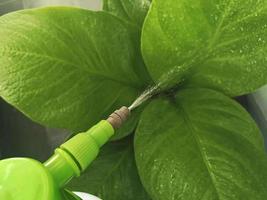 spraying a blooming against diseases and pests. Use hand sprayer with pesticides in the garden photo