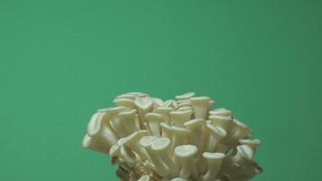Growing oyster mushrooms rising from soil time lapse on a green screen 4k footage. video