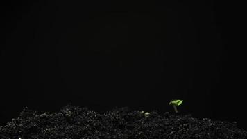 graines en croissance s'élevant du sol time lapse 4k séquences. video