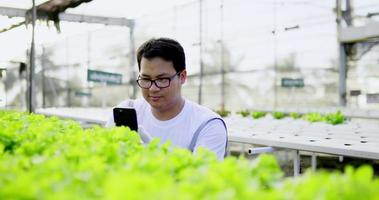 primer plano, joven agricultor asiático usa un teléfono móvil para fotografiar roble verde en invernadero, granja de vegetales hidropónicos orgánicos en el fondo. video