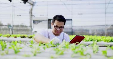 Young Asian man in apron and rubber gloves sitting to observes about growing organic arugula on hydroponics farm checking with tablet on hydroponic farm, organic fresh harvested vegetable concept.