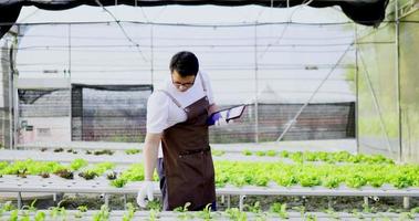 Asian male in apron and rubber gloves, Young business owner observes about growing organic arugula on hydroponics farm with tablet on hydroponic farm, organic fresh harvested vegetable concept. video