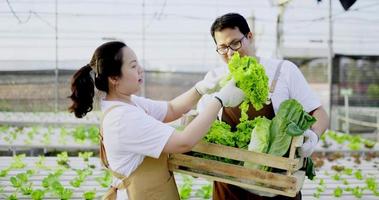 slow motion shot, Happy Asian young couple picking fresh lettuce from the lettuce farm and collecting it in wooden basket, They are talking with happiness together video