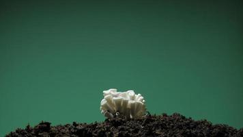 cultivo de setas de ostra que se elevan desde el lapso de tiempo del suelo en una pantalla verde de imágenes de 4k. video