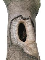 Large holes in large trees.animals drilled holes in trees To make a nest on a tree photo