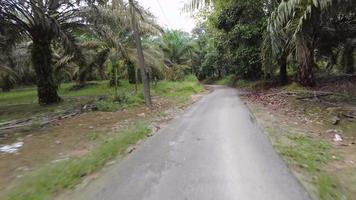 Exceso de velocidad en la carretera de asfalto en la plantación video