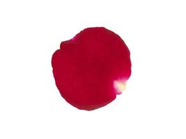 Red rose petals isolated on a white background photo