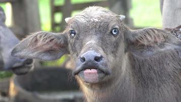 Buffalo cattle look at camera. video