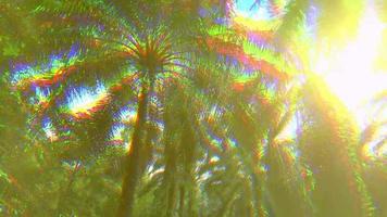 Harris shutter effect with three color filter of oil palm farm in sun flare day video