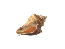 Empty seashell isolated on white background photo