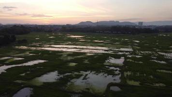 silhouet rijstveld onder dramatische zonsondergang