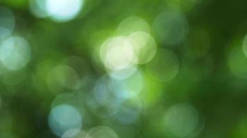 bokeh di fondo chiaro che splende attraverso le foglie video