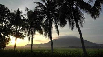 Tilt up silhouette coconut trees in a row video