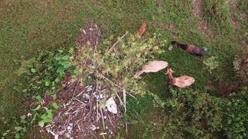 Aerial view cows grazing grass beside rubbish dump video