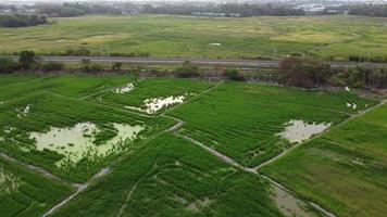 binario ferroviario accanto al campo di risone verde video