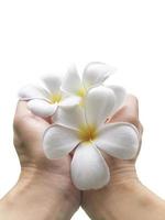 frangipani flower in hand photo