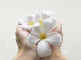 frangipani flower in hand photo