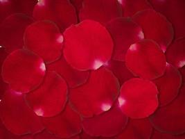 Background of beautiful red rose petals photo