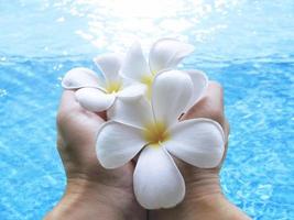 Human hands holding Plumeria flower over water photo