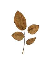 Withered rose leaves on a white background photo