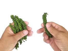 hand holding fresh pepper isolated on white background photo