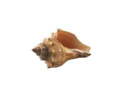 Empty seashell isolated on white background photo