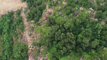 Deforestation of green tree in aerial view. video