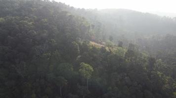la vista del drone si sposta sulla piantagione e sulla foresta verde sulla collina in malesia video