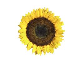 Sunflower isolated on white background photo