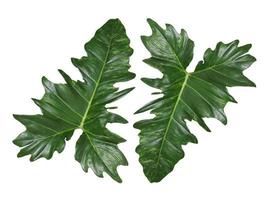 Beautiful Tropical green leaf isolated on white background photo