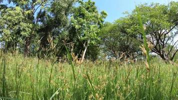 Hintergrundbild von Gras im Garten video