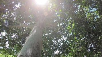 grand arbre dans le jardin video