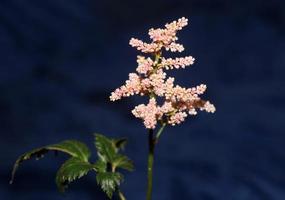 White flower blossoming close up botanical background high quality big size prints astilbe japonica family saxifragaceae wall posters photo