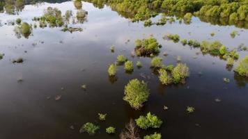 vista aérea árvore de mangue verde video