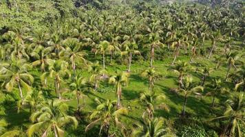 Aerial view coconut plantation video