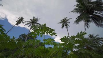 Slow tracking the papaya leaves with coconut trees video