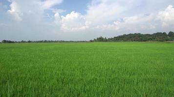 Sliding move in green paddy field video