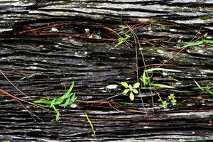 The natural texture of the bark for the background. The bark of an old tree with an embossed texture and sticking moss. photo