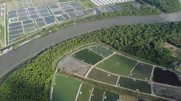 Aerial view fish farm beside mangrove trees video