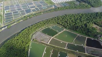 vista aérea piscifactoría junto a árboles de mangle video