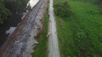 Cows walking at kampung road. video