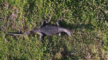 Top down view monitor lizard flick the tongue video