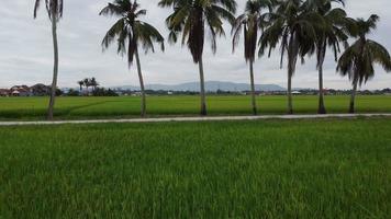 Fly over paddy field towards coconut trees video