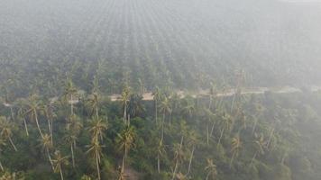 luchtfoto dampen bedekken de kokosnoot video