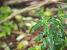 King of bitters Andrographis paniculata Burm, Wall. Ex Nees, Fah Talai jhon, Thai herbs relieve sore throat, reduce fever, heat up the cold green leaves vegetable nature protect coronavirus, covid-19 photo