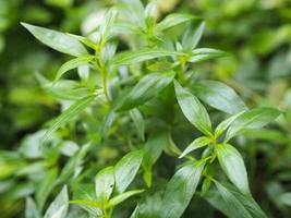 Thai herbs King of Bitter scientific name Andrographis paniculate Burm, Fah Talai john, green vegetable tree plant blooming in garden nature protect coronavirus, covid-19 photo