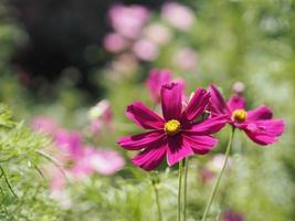 Purple, dark Pink color flower, sulfur Cosmos, Mexican Aster flowers are blooming beautifully springtime in the garden, blurred of nature background photo