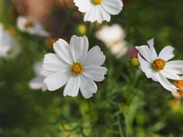 white color flower, sulfur Cosmos, Mexican Aster flowers are blooming beautifully springtime in the garden, blurred of nature background photo