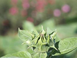 bud Sunflower plant Small yellow flower blooming in garden blurred of nature background photo