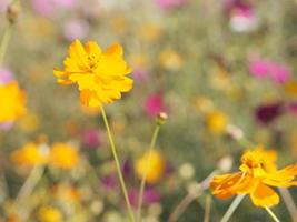 Mexican Aster, Cosmos, Compositae, Cosmos sulphureus yellow and orange color blooming springtime in garden on blurred of nature background photo